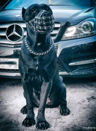Аватарки