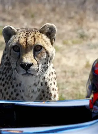 Cheetah f1