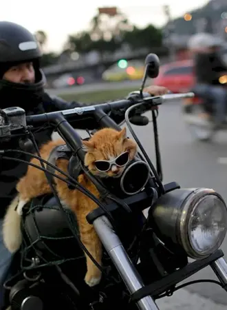 Кошка на мотоцикле