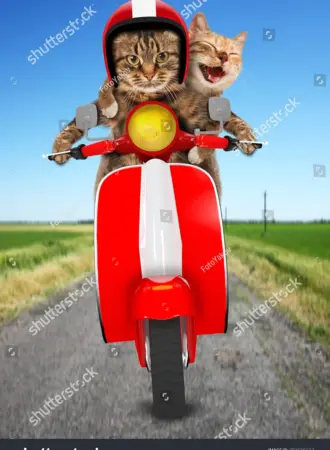 Кошка на мотоцикле