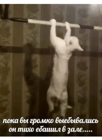 Кот потягивается YF nehybrt