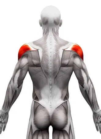 Latissimus Dorsi мышца