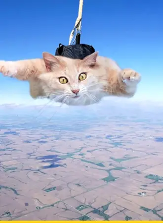 Летающий кот