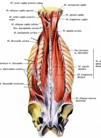 Мышца выпрямляющая позвоночник m. Erector Spinae