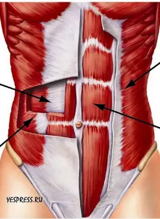 Obliquus externus abdominis мышца