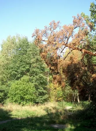 Ольгинский лесопарк Балашиха