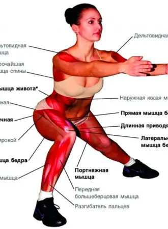 Плие группа мышц