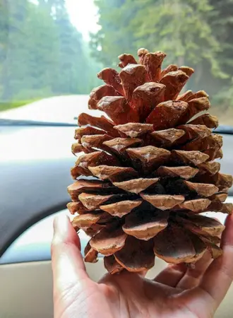 Шишки секвойи