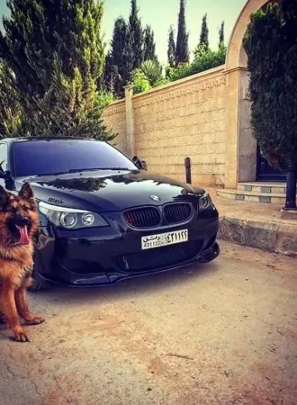 Собака БМВ