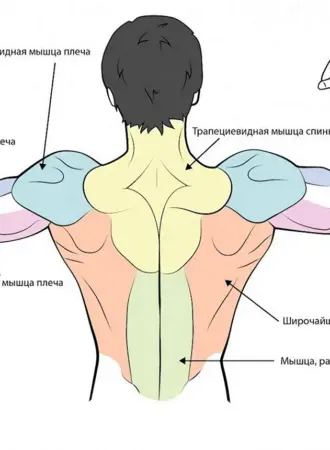 Задняя Дельта мышца