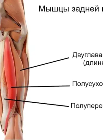 Анатомия задней поверхности бедра