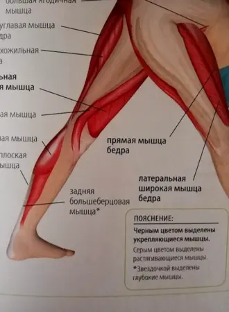 Четырёхглавая мышца бедра упражнения
