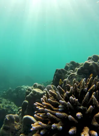 Coral Coral Island album