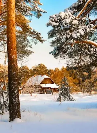 Деревня в лесу зима сосны