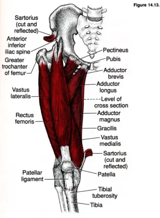 Длинная приводящая мышца m. Adductor Longus