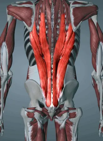 Erector Spinae