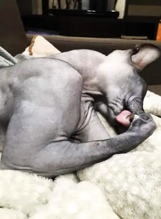 Кот качок