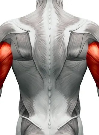 Latissimus Dorsi мышца
