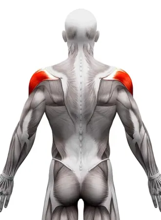 Latissimus Dorsi мышца