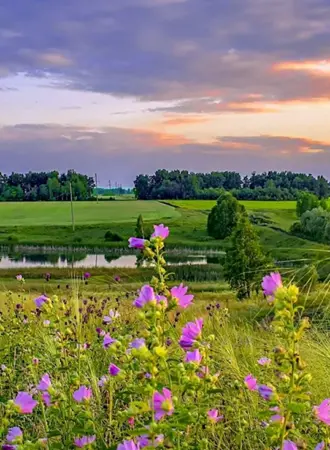 Летний лес Лужского района