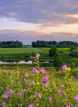 Летний лес Лужского района