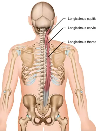 Longissimus Cervicis