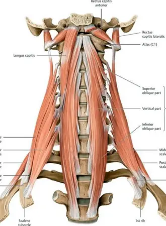 Longus Colli muscle