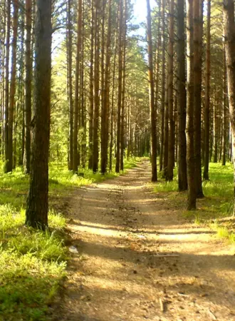 Лужковский лес Орел