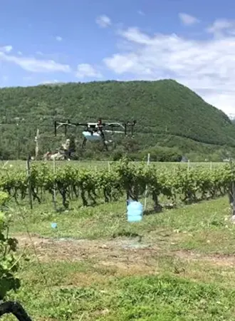 Лыхны Абхазия виноградники