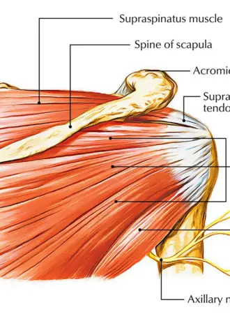 M Supraspinatus