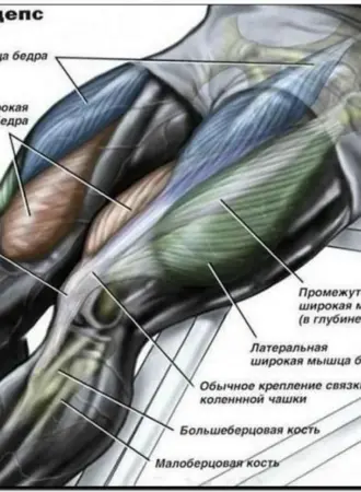 Медиальная группа мышц бедра анатомия