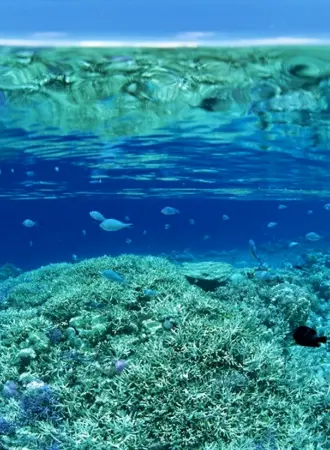 Морское дно