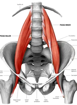 Musculus PSOAS Major анатомия