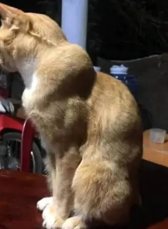 Мускулистый кот