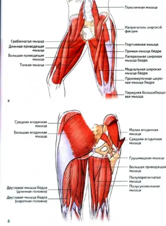 Мышца-напрягатель широкой фасции