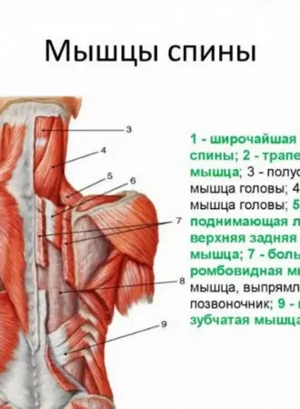 Мышцы грудного отдела позвоночника анатомия