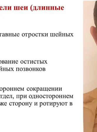 Мышцы вращатели позвоночника