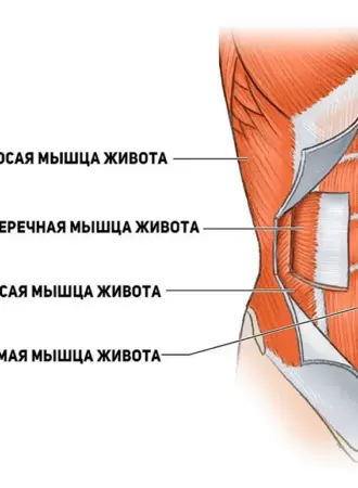 Наружная косая мышца живота и внутренняя косая мышца живота