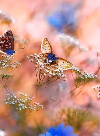 Нежность природа