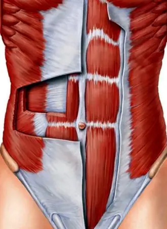 Obliquus internus abdominis