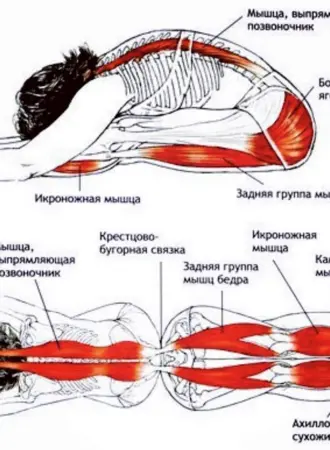 Пашчимоттанасана анатомия йоги