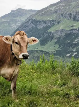 Пастбищные Луга Швейцария