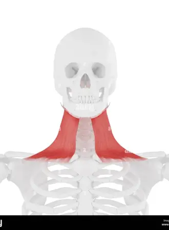 Platisma