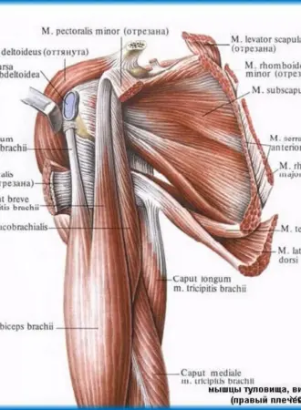 Плечевая мышца m. brachialis