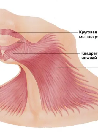Подкожная мышца шеи платизма