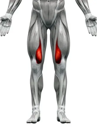 Портняжная мышца m. Sartorius