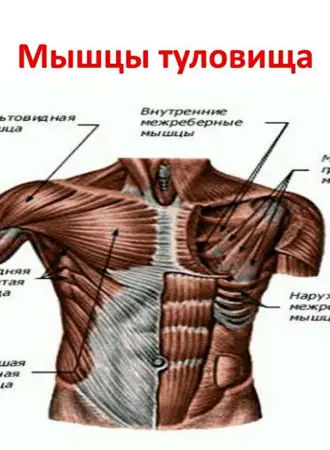 Поверхностные мышцы туловища сбоку