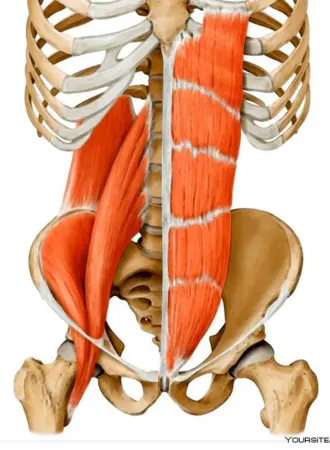 PSOAS мышца
