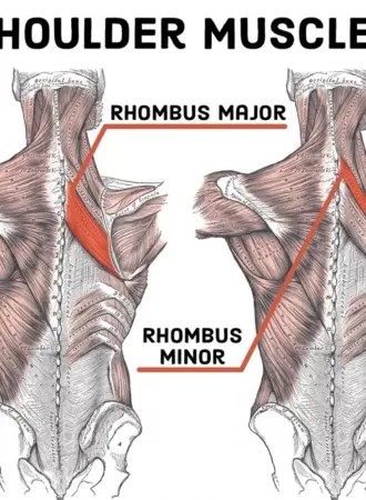 Rhomboid Major мышца