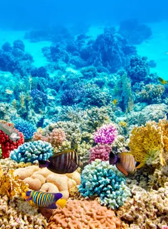 Риф красного моря высокое разрешение